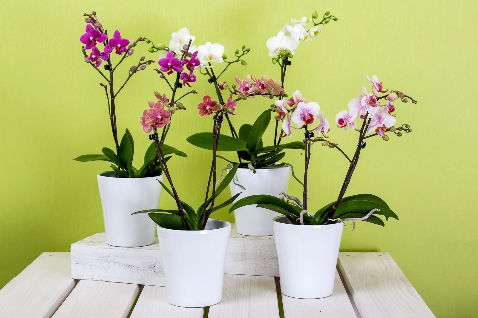 Orchidées : 9 astuces pour refaire fleurir cette plante après l'été